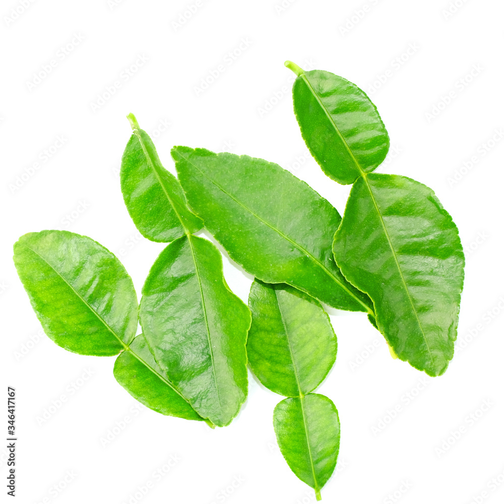Obraz premium Macro Bergamot leaf isolated on white background. Clipping path.