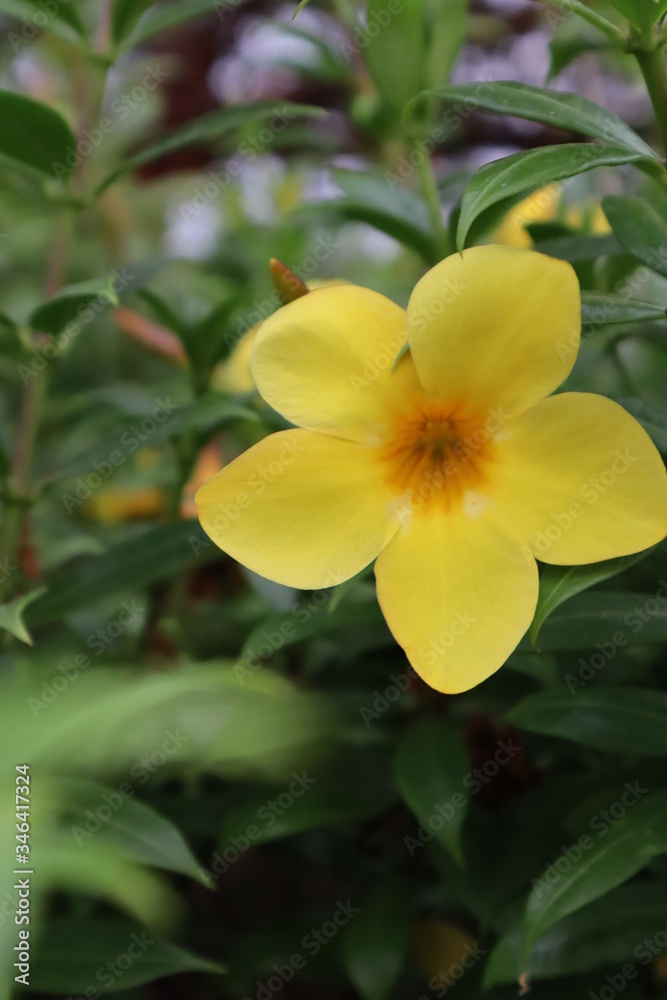 yellow frangipani flower