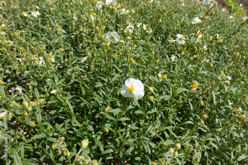 Scarce white flowers of Helianthemum apenninum in mid May photo