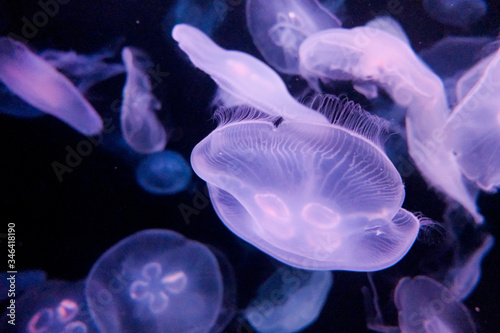 Meduses
