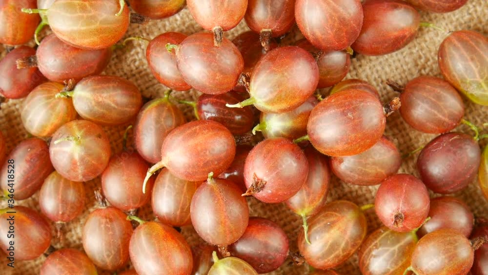 Red gooseberries on burlap rotate. Red gooseberries on burlap rotate.