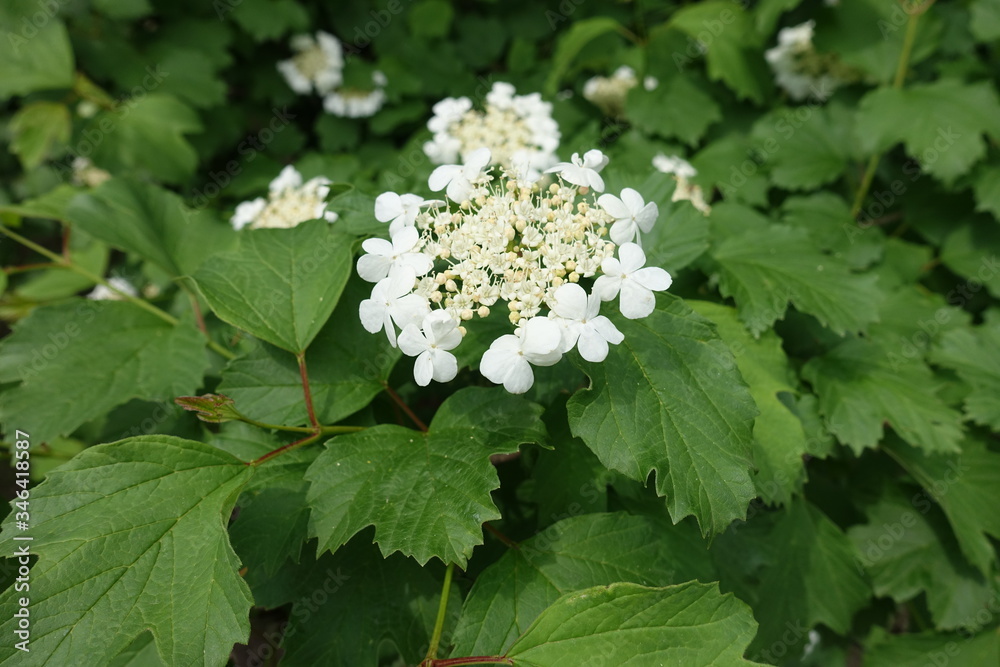 Green leaves and white flowers of Viburnum opulus in mid May Green leaves and white flowers of Viburnum opulus in mid May