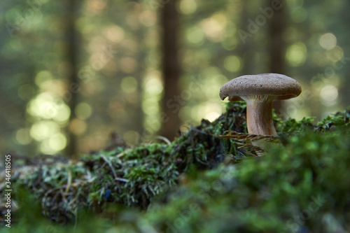 Brown Roll Rim, Poison Pax or Common Roll Rim (Paxillus involutus) poisonous mushroom