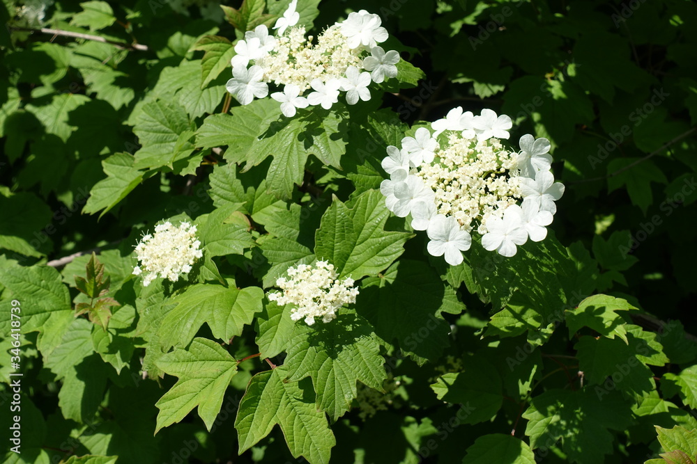 Lush green leaves and white flowers of Viburnum opulus in mid May Lush green leaves and white flowers of Viburnum opulus in mid May
