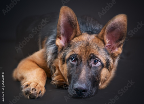 Portrait of a large German Shepherd  3 years old  full body  lie down on black background  copy-space