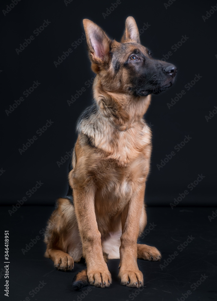Portrait of a German Shepherd, 3 years old, sit in full body, in front of black background, copy-space