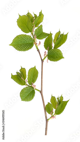 Plant branch with buds and small leaves isolated on white background