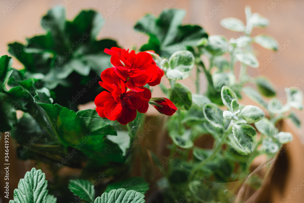 Strawberry, Pelargonium and other plant in pots on wooden background, Urban gardening on the balcony in the apartment, Home garden concept Strawberry, Pelargonium and other plant in pots on wooden background, Urban gardening on the balcony in the apartment, Home garden concept