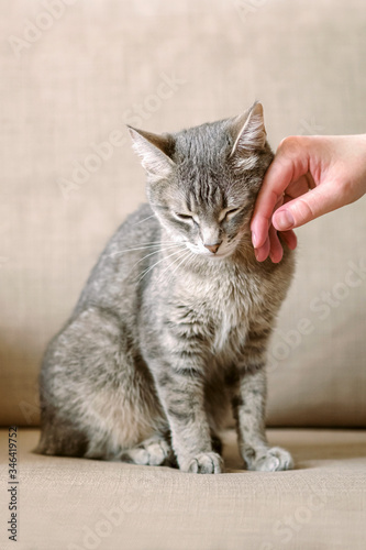 The owner strokes his gray striped cat. A contented cat loves a human weasel. The cat trusts the owner. Pet and human. Cat Day. Love to animals concept