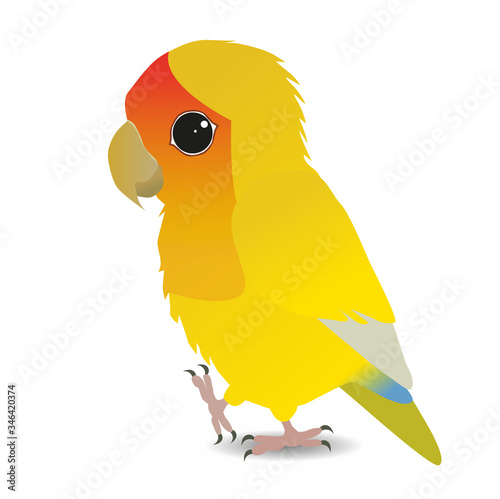A vector illustration of a cute yellow peach faced lovebird