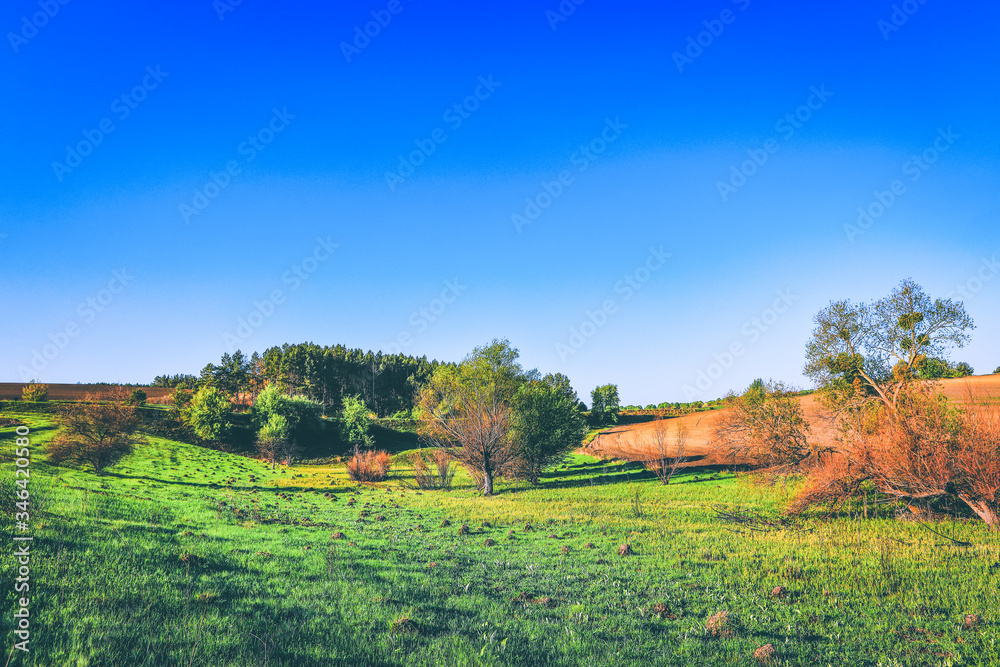 Fototapeta premium beautiful spring landscape with field