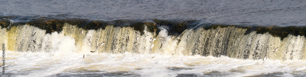 Fototapeta premium Fish goes to spawn. The famous waterfall on the Venta River in Kuldiga (Latvia) Rumba.