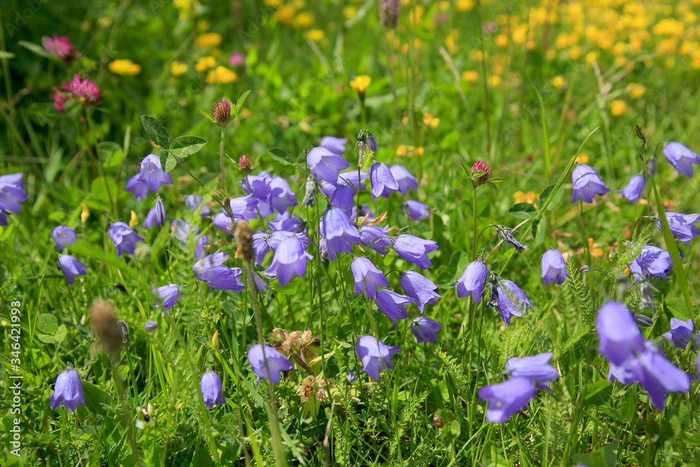 Scheuchzers Glockenblume (Campanula scheuchzeri) Pflanze mit blauen Blüten