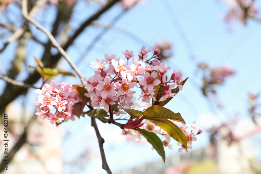 Closeup view of bird cherry tree with beautiful blossom outdoors Closeup view of bird cherry tree with beautiful blossom outdoors