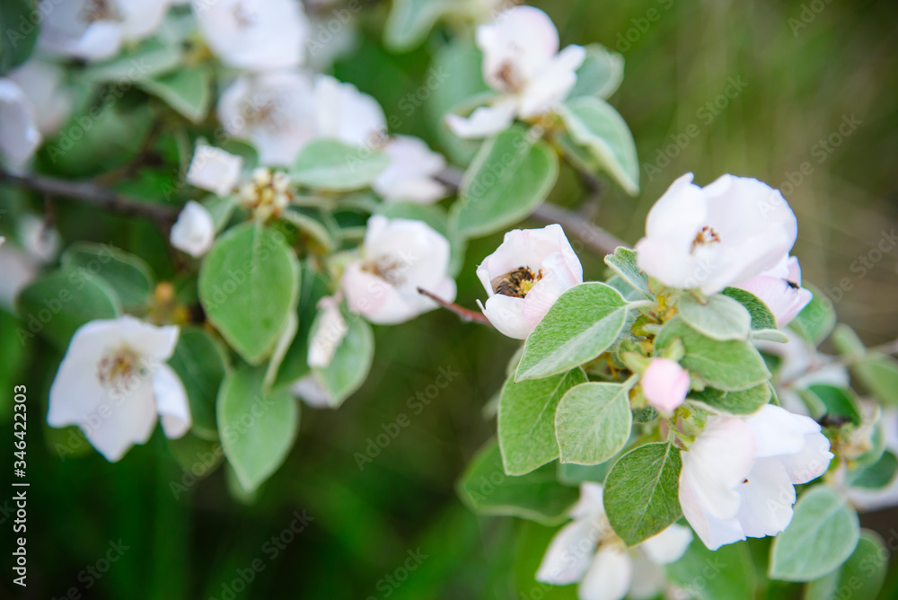 bee collects honey on a flowering tree
bee collects honey on a flowering tree