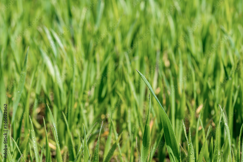 Green field with Beautiful juicy young spring summer green gras.Wheat field Green field with Beautiful juicy young spring summer green gras.Wheat field