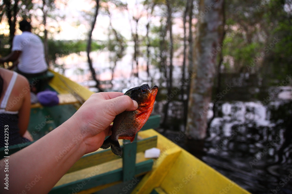 Naklejka premium closeup of hand catching wild Sharp teeth on fishing boat in Amazon rainforest, Brazil