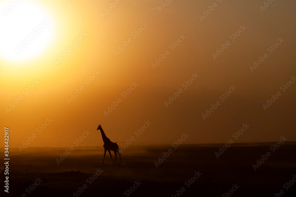 la giraffa corre verso il sole 