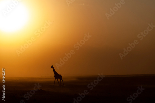 la giraffa corre verso il sole 