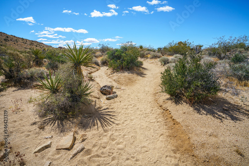 hiking the lost palms oasis trail in joshua tree national park  california  usa