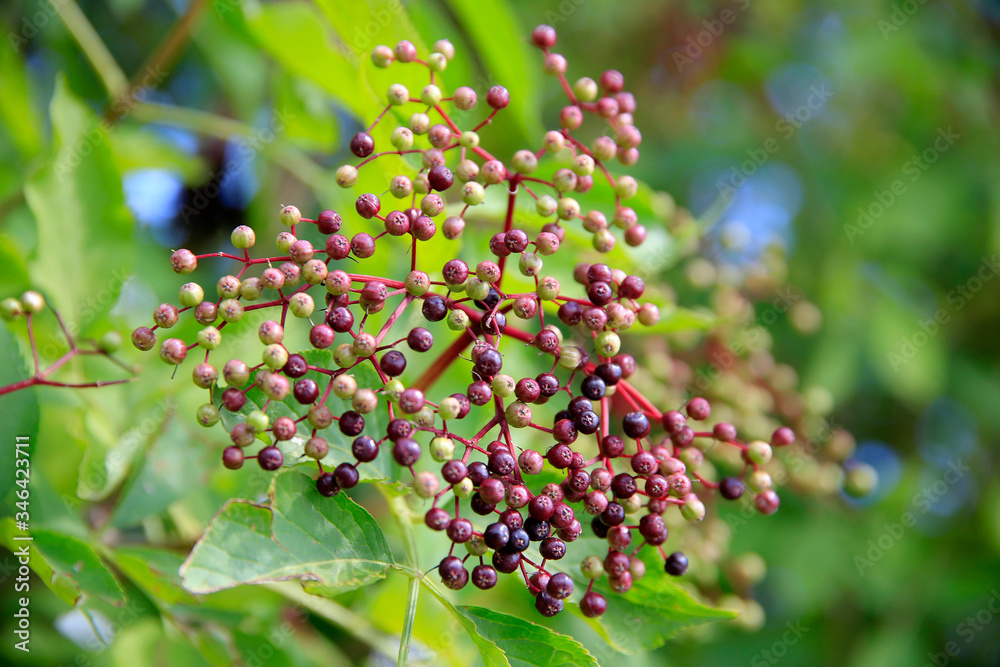  Holunder (Sambucus)  Pflanze mit Blätter und Beeren