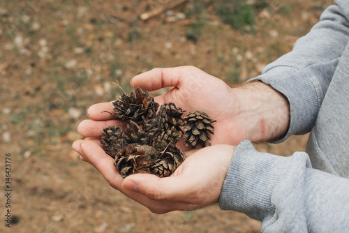 Dry cones in male hands. holding pine cone, closeup. Concept save the forest.