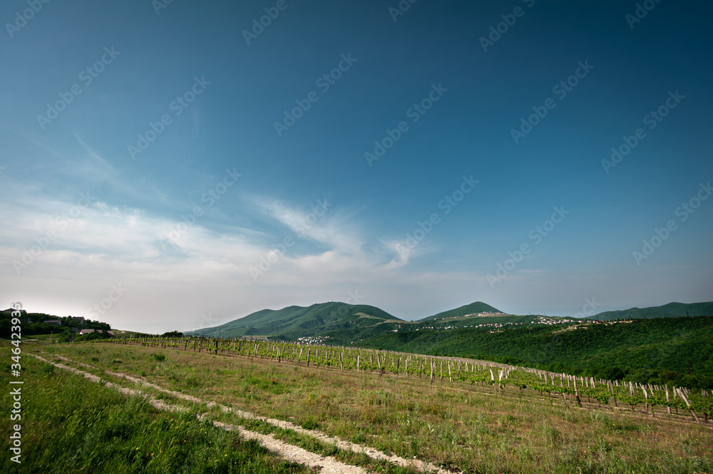Naklejka premium vineyardthe mountains
