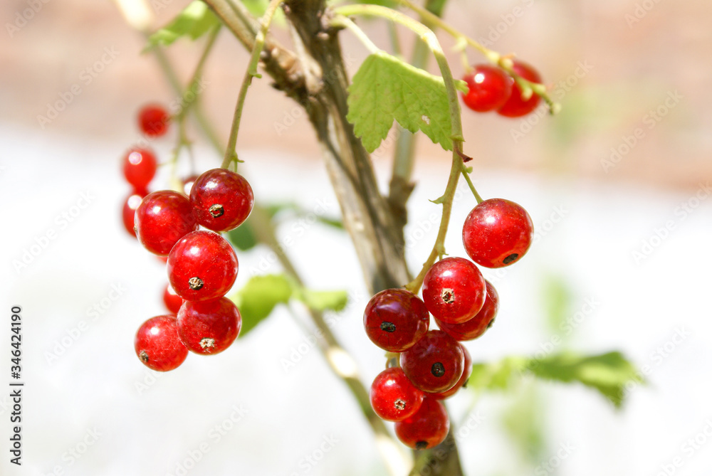 Bouquet of red currant berries on a branch. Selective focus Bouquet of red currant berries on a branch. Selective focus