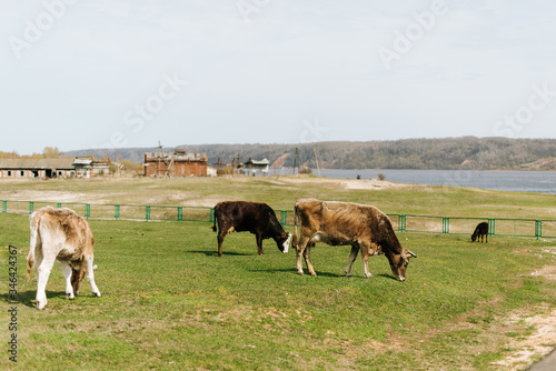 Cows graze in the pasture. Cows and bulls eat grass. Cows graze by the river. Landscape.