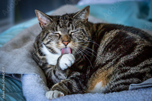 A Tabby Cat Grooming Her Paw