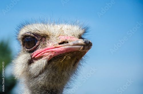 Head of young ostrich on background of blue sky © alex_1910
