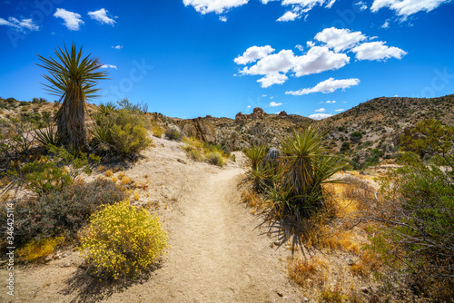 hiking the lost palms oasis trail in joshua tree national park, california, usa