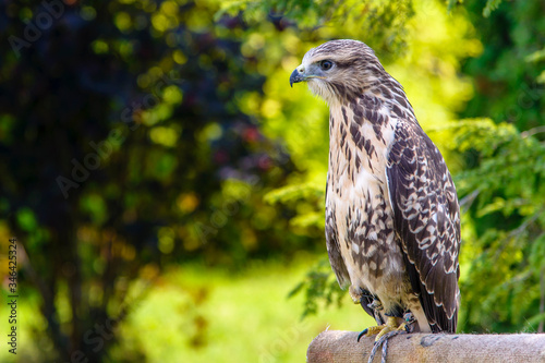 Falcon sits on pedestal in the park