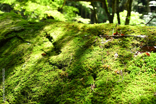 苔と原生林