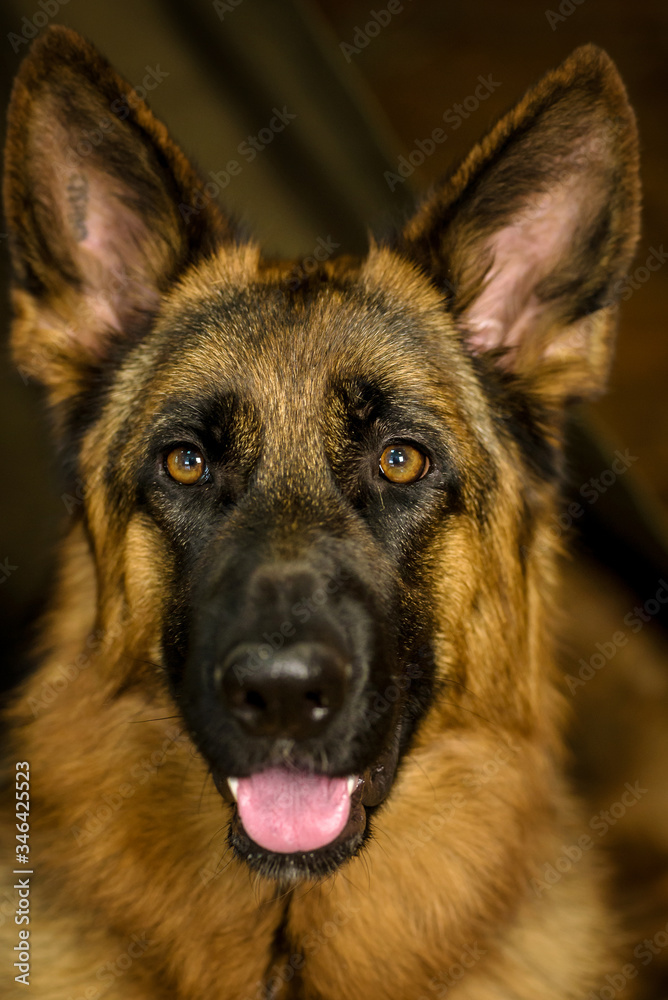 a large purebred shepherd carefully looks with his eyes behind the target. a large purebred shepherd carefully looks with his eyes behind the target.
