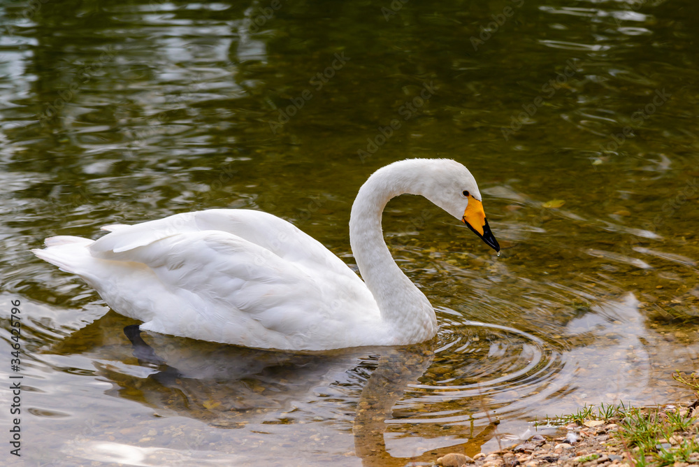 White swan swims through the clear water of pond White swan swims through the clear water of pond