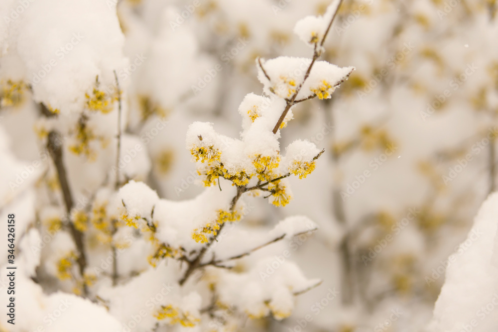 blossom in spring covered with snow, cold spring blossom in spring covered with snow, cold spring