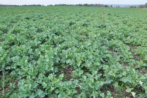 In the spring  field grows winter rape photo