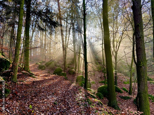 morning in the woods, Petrohrad, Czech republic