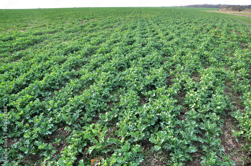 In the spring field grows winter rape In the spring field grows winter rape