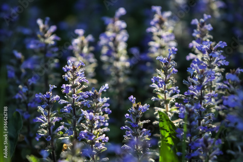 Ajuga reptans perennial plant with blue flowers