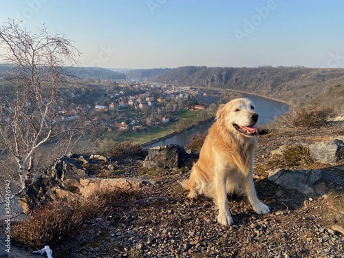 golden retriever on the cliff