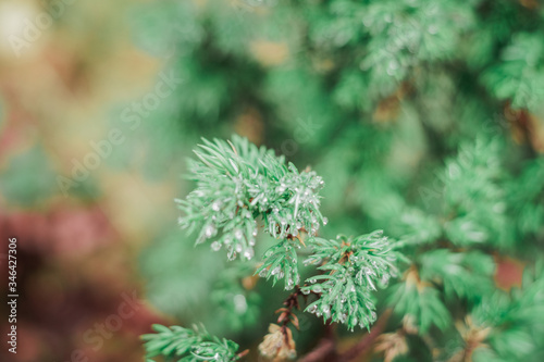 texture of a Christmas tree and a wild forest in the mountains © gorbacheva777