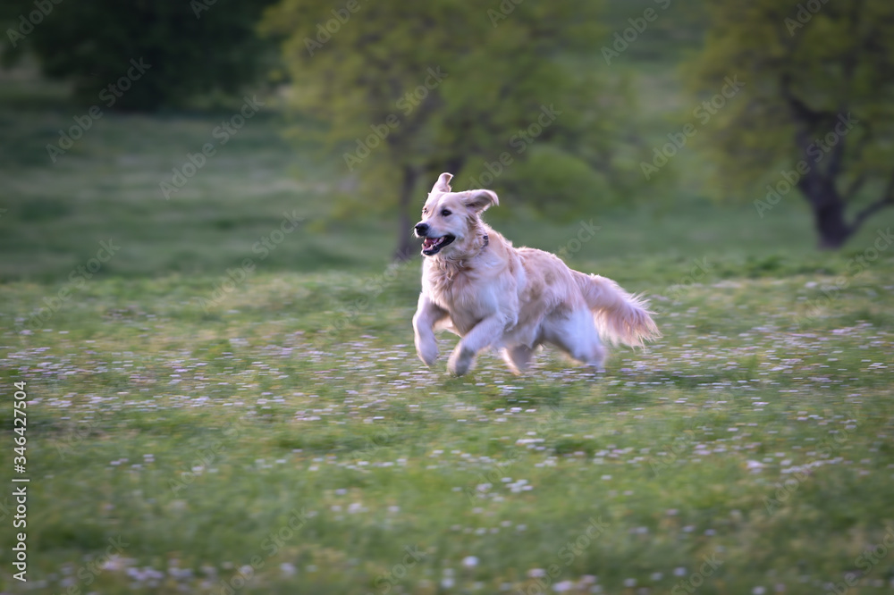 golden retriever dog runs and jumps happy in a meadow in spring golden retriever dog runs and jumps happy in a meadow in spring