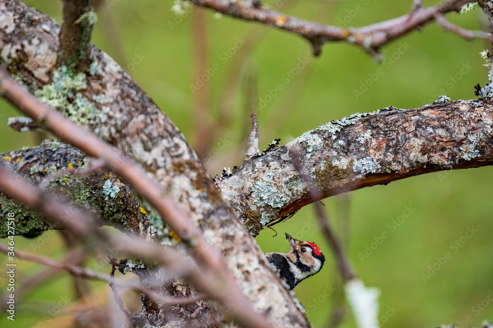 Woodpecker colorful head over apple tree branch Woodpecker colorful head over apple tree branch