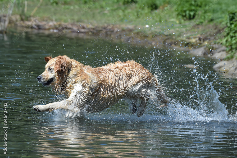 golden retriever dog runs free jumping and splashing into the water and making many sketches