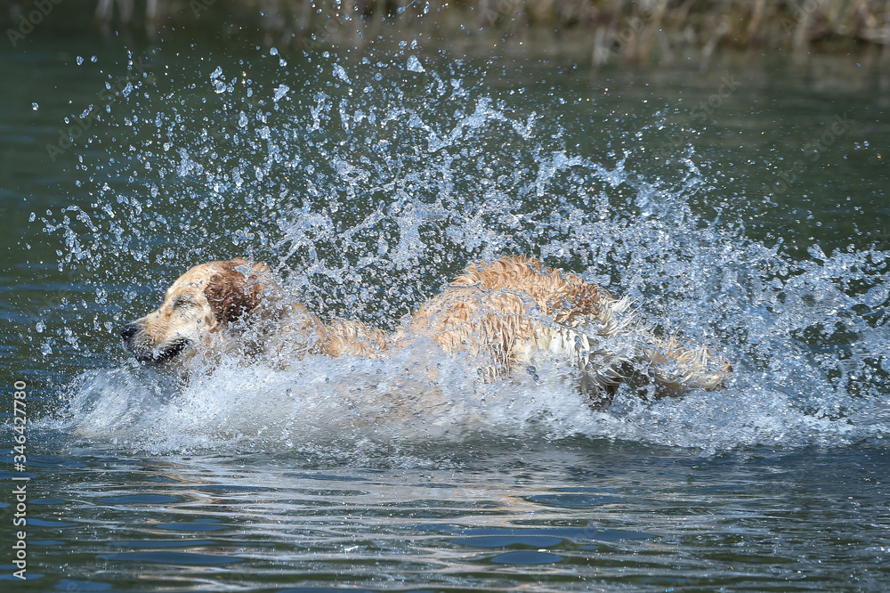 golden retriever dog runs free jumping and diving into the water and making many sketches