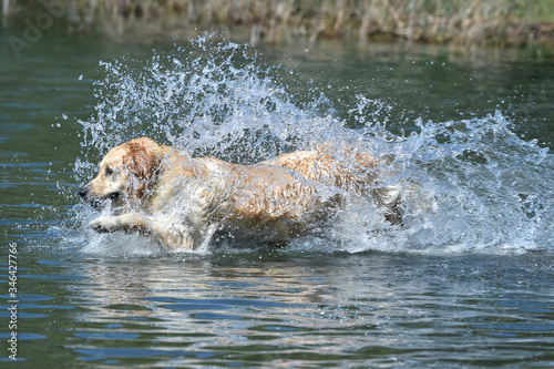 golden retriever dog runs free jumping and splashing into the water and making many sketches