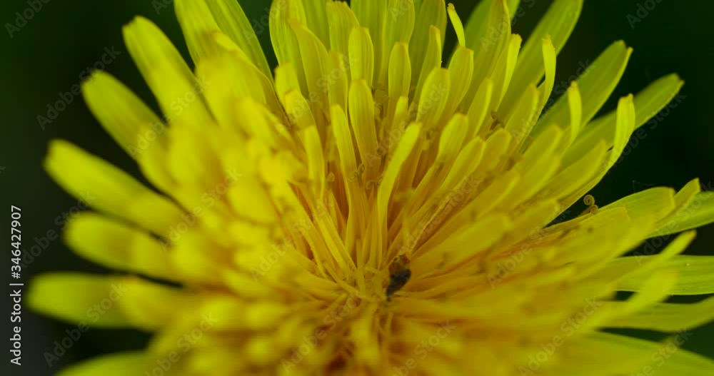 Macro view of a yellow dandelion flower moving in a light wind during a sunny day on the grass, close-up view inside a stem and bloom 60fps
