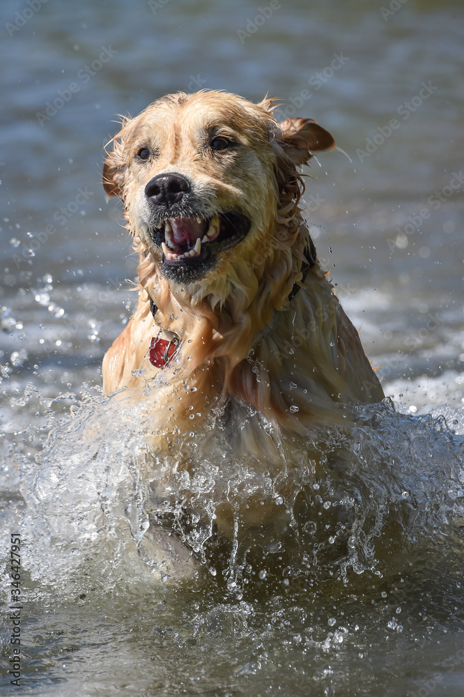golden retriever dog runs free jumping and diving into the water and making many sketches with dramatic faces golden retriever dog runs free jumping and diving into the water and making many sketches with dramatic faces